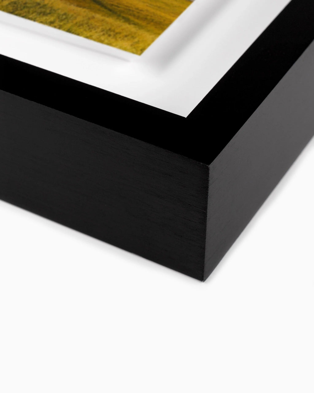 Là où les bisons errent