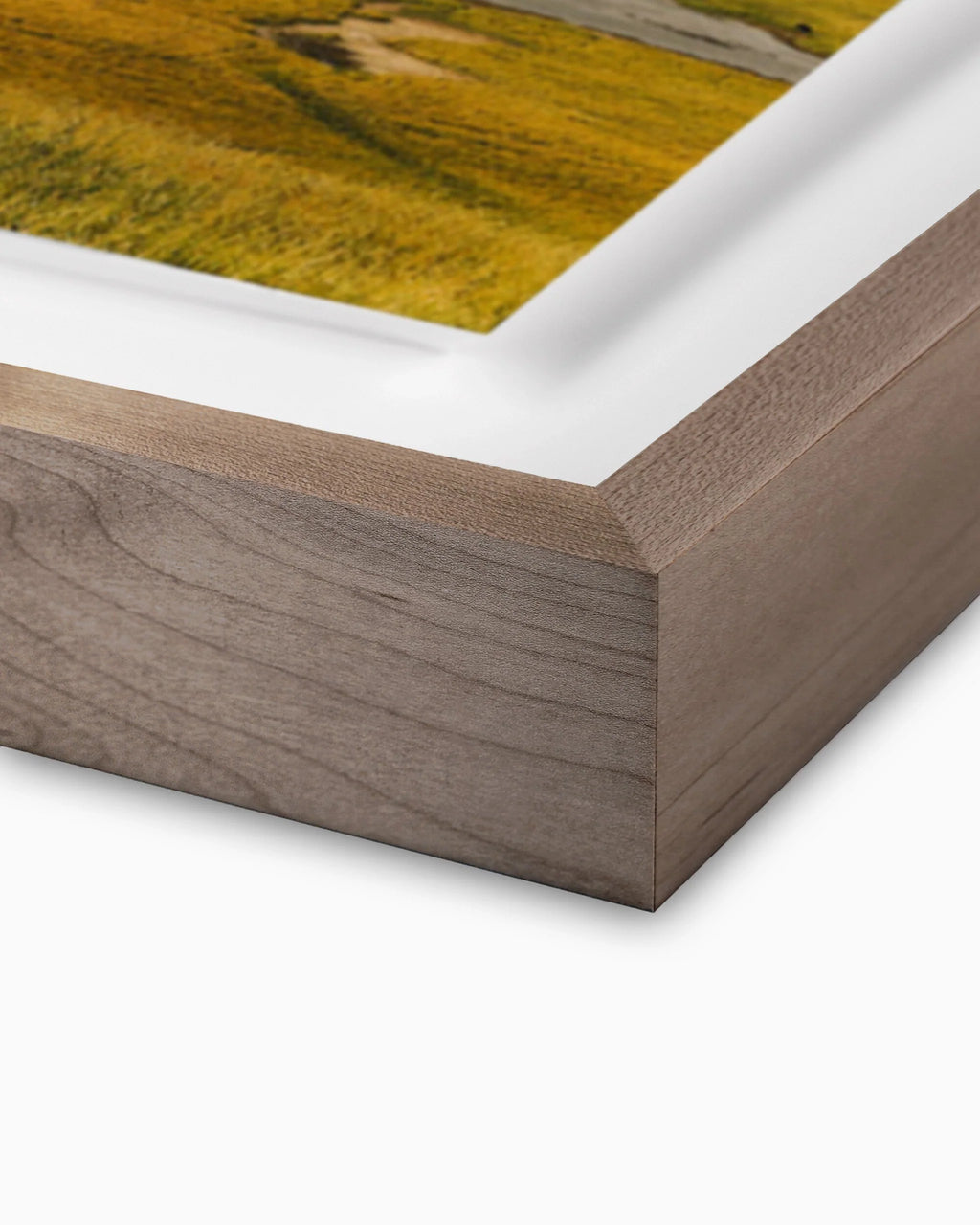 Là où les bisons errent