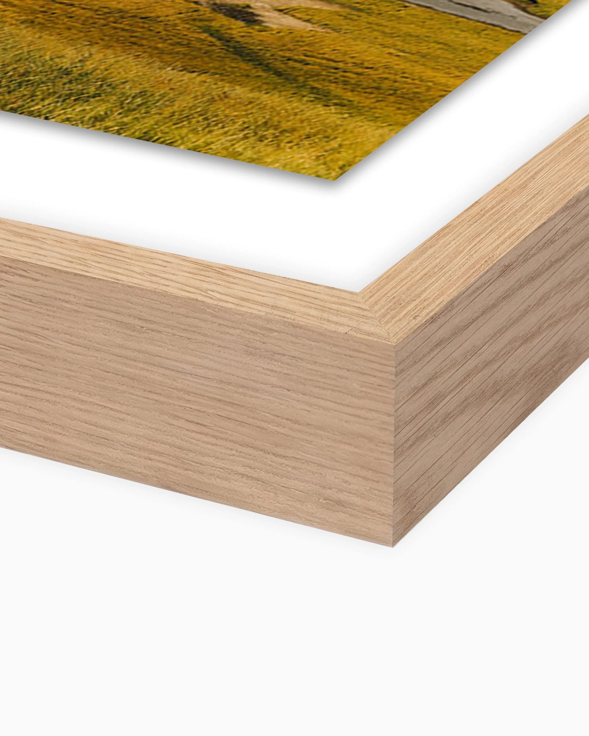 Là où les bisons errent